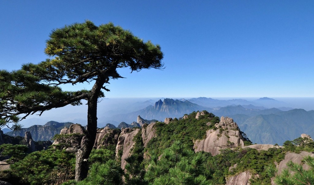 播音主持自备稿件孤独的树