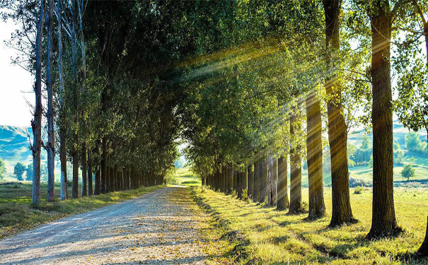 自备稿件白杨礼赞节选 茅盾 自备稿件白杨礼赞节选 茅盾