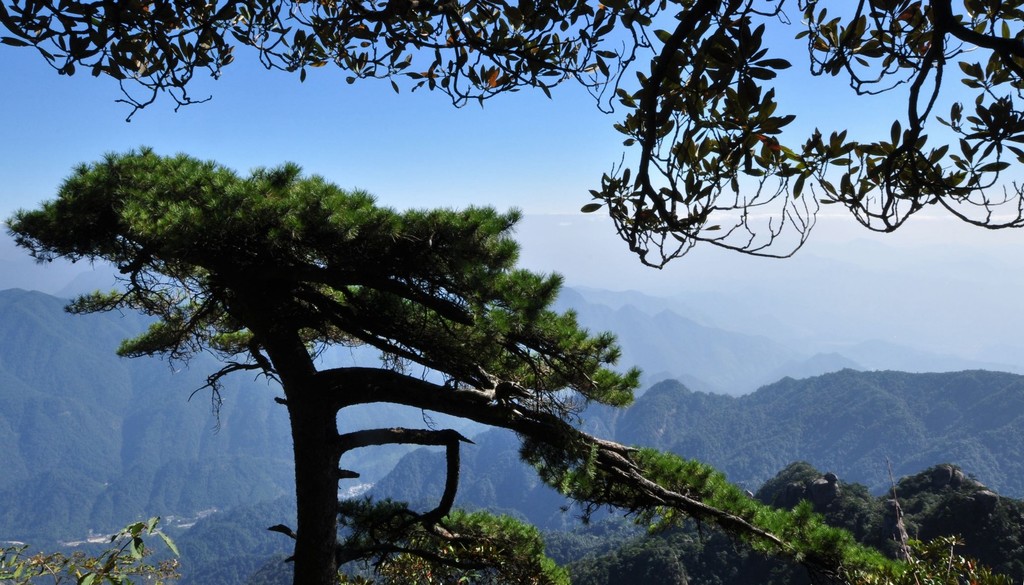 播音主持自备稿件孤独的树